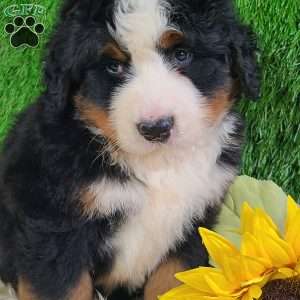 FLINT, Bernese Mountain Dog Puppy