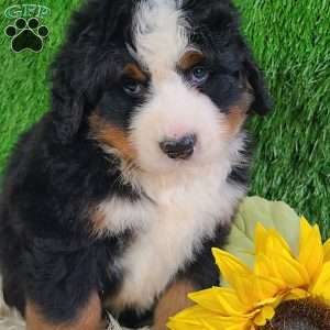 FLINT, Bernese Mountain Dog Puppy