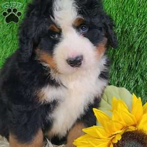 FLINT, Bernese Mountain Dog Puppy