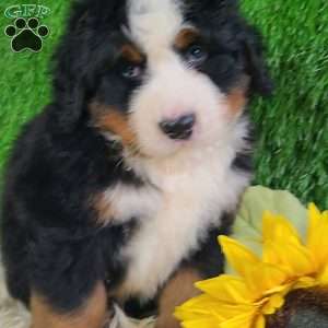 FLINT, Bernese Mountain Dog Puppy