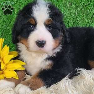 FLINT, Bernese Mountain Dog Puppy