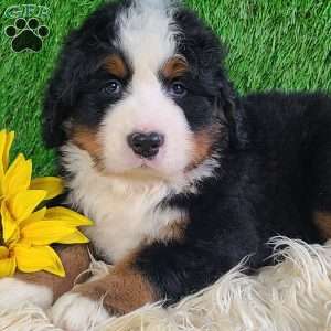 FLINT, Bernese Mountain Dog Puppy