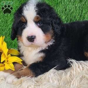 FLINT, Bernese Mountain Dog Puppy