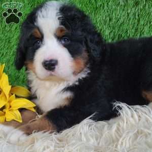 FLINT, Bernese Mountain Dog Puppy