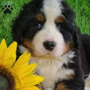 FLINT, Bernese Mountain Dog Puppy