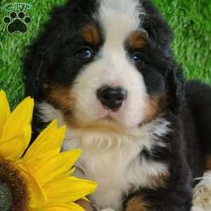 FLINT, Bernese Mountain Dog Puppy