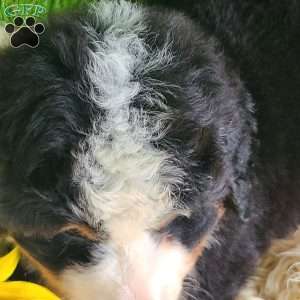 FLINT, Bernese Mountain Dog Puppy