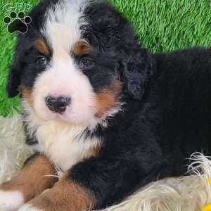 FLINT, Bernese Mountain Dog Puppy