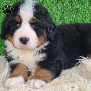 FLINT, Bernese Mountain Dog Puppy