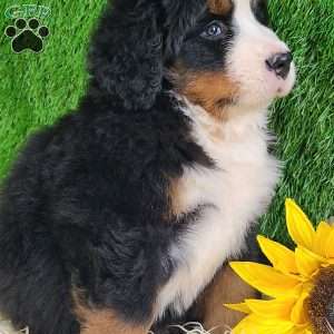 FLINT, Bernese Mountain Dog Puppy
