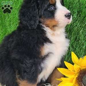 FLINT, Bernese Mountain Dog Puppy