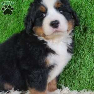 FLINT, Bernese Mountain Dog Puppy
