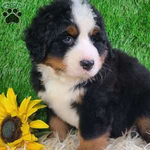 FLINT, Bernese Mountain Dog Puppy