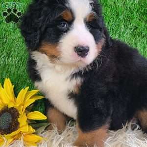 FLINT, Bernese Mountain Dog Puppy