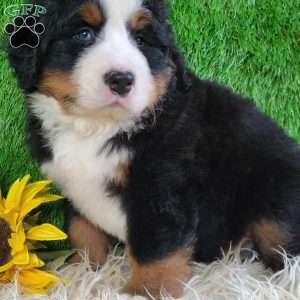 FLINT, Bernese Mountain Dog Puppy