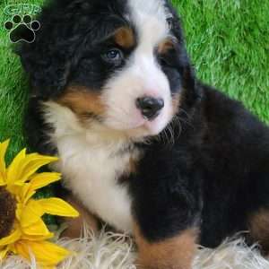 FLINT, Bernese Mountain Dog Puppy