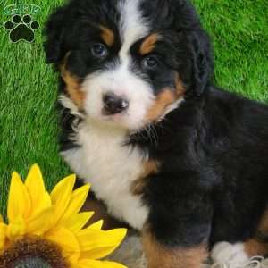 OAKLEY, Bernese Mountain Dog Puppy