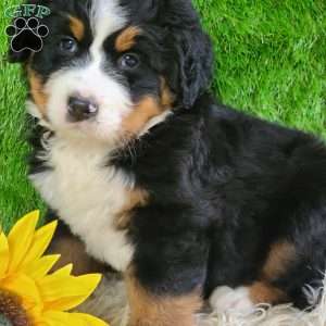 OAKLEY, Bernese Mountain Dog Puppy