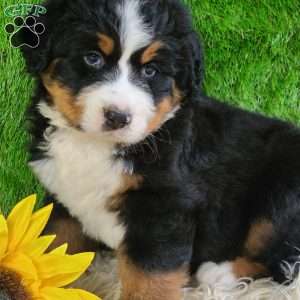 OAKLEY, Bernese Mountain Dog Puppy