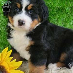 OAKLEY, Bernese Mountain Dog Puppy
