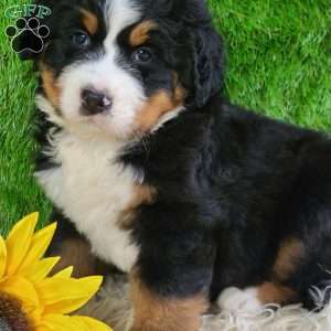 OAKLEY, Bernese Mountain Dog Puppy