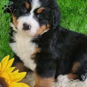 OAKLEY, Bernese Mountain Dog Puppy