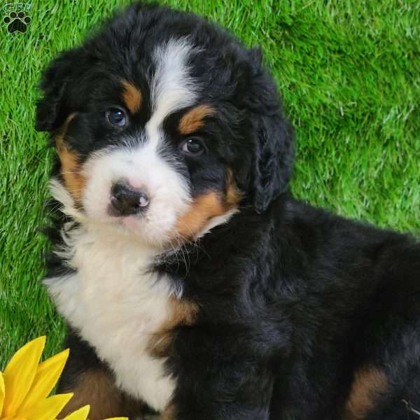 OAKLEY, Bernese Mountain Dog Puppy