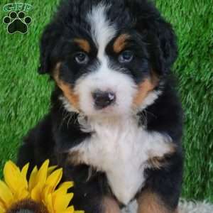 OAKLEY, Bernese Mountain Dog Puppy