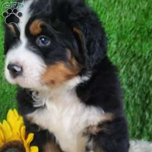 OAKLEY, Bernese Mountain Dog Puppy