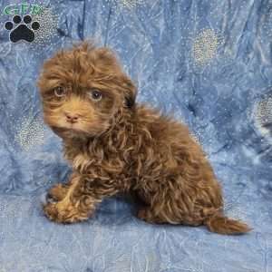 River, Havanese Puppy