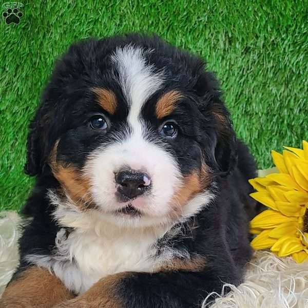 OAKLEY, Bernese Mountain Dog Puppy