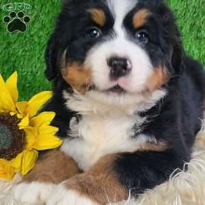 OAKLEY, Bernese Mountain Dog Puppy
