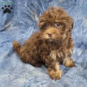 River, Havanese Puppy
