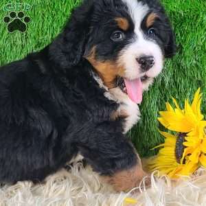 OAKLEY, Bernese Mountain Dog Puppy
