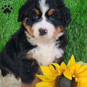 OAKLEY, Bernese Mountain Dog Puppy