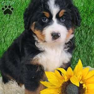 OAKLEY, Bernese Mountain Dog Puppy
