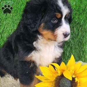 OAKLEY, Bernese Mountain Dog Puppy