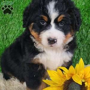 OAKLEY, Bernese Mountain Dog Puppy
