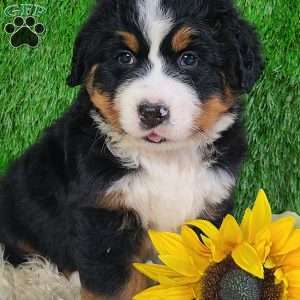 OAKLEY, Bernese Mountain Dog Puppy
