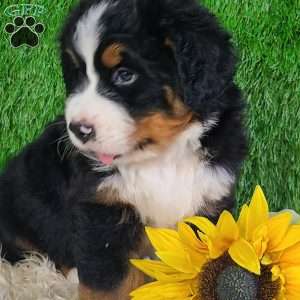 OAKLEY, Bernese Mountain Dog Puppy