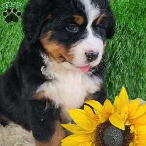 OAKLEY, Bernese Mountain Dog Puppy