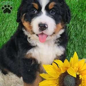OAKLEY, Bernese Mountain Dog Puppy