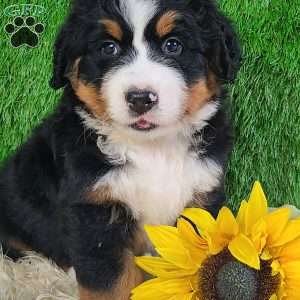 OAKLEY, Bernese Mountain Dog Puppy