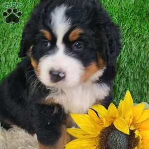 OAKLEY, Bernese Mountain Dog Puppy