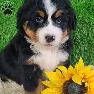OAKLEY, Bernese Mountain Dog Puppy