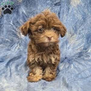 River, Havanese Puppy