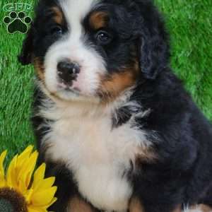 WILDER, Bernese Mountain Dog Puppy