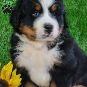 WILDER, Bernese Mountain Dog Puppy