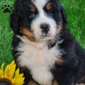 WILDER, Bernese Mountain Dog Puppy