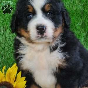 WILDER, Bernese Mountain Dog Puppy